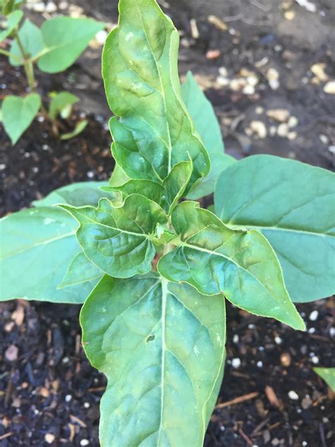 Marvel of peru is termed as 4 o clock flower. Help why are my four o'clock leaves curling? #gardening # ...