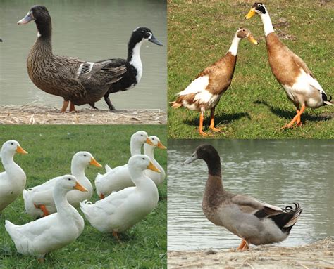 Duck Breeds Best 28 For Duck Farming