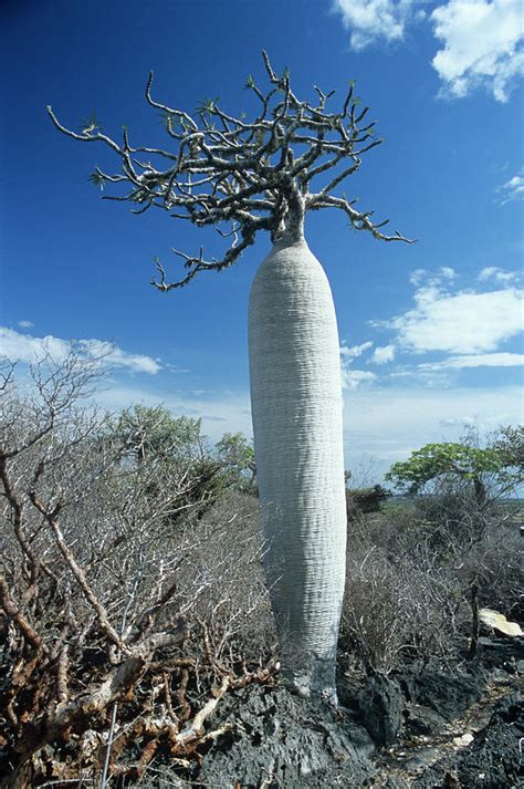 Baobab Tree Adansonia Grandidieri Photograph By Sinclair Stammers