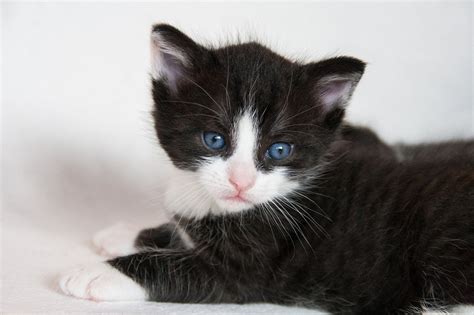 The Top Black And White Cat Names—purrrfect For Your New Tuxedo Cat