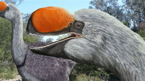 An Ancestor Of The Largest Bird That Ever Lived On Earth Has Been