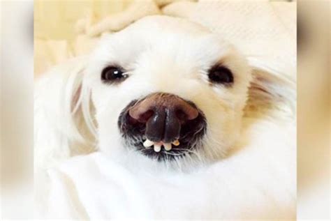 Dog With Teeth Growing Out Of Her Nose Gets Adopted After