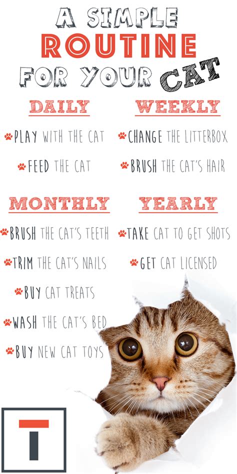 Here Is A Simple Routine For Your Cat Routine Cat Pet Care Cats