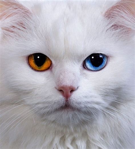 Odd Eyed Cat 162250958 Cats White Cats Beautiful Cats