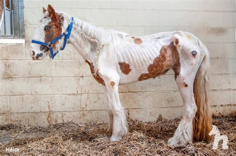 ‘truly Shocking Pictures Of Filly Dumped For Dead Go Viral After Her