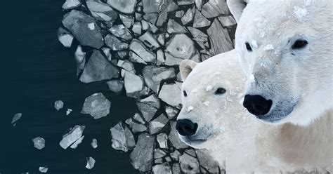 Polar Bears And Climate Change What Does The Science Say