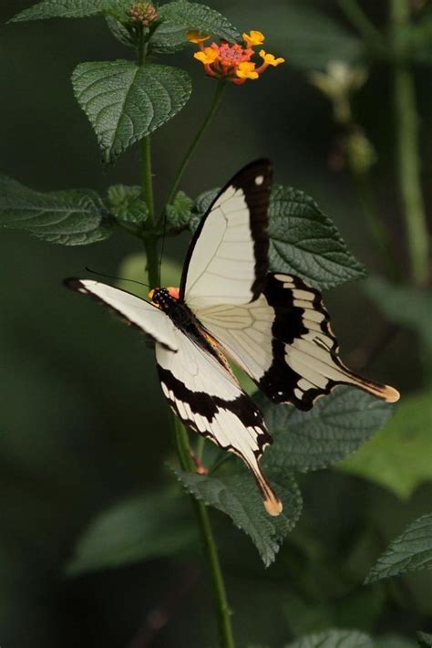 African Mocker Swallowtail Butterfly Papilio Dardanus Butterfly