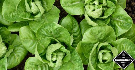 Growing Romaine Lettuce A Gardeners Checklist Gardening Channel