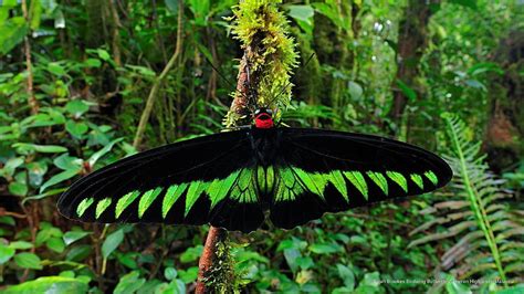 Hd Wallpaper Rajah Brookes Birdwing Butterfly Cameron Highlands