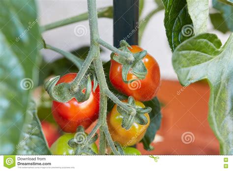 Tomatos On Plant Changing Colors From Green To Red Stock Photo Image