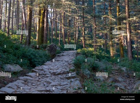 Old Stone Path Through Cedar Forest Leads Toward Triund