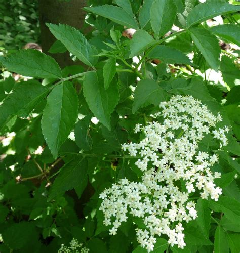 Elderflower Wine Taste The Wild