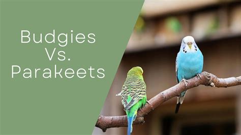 Budgies Vs Parakeets Differences Similarities