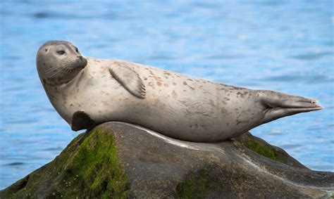 Seals, sea lions, and walruses are commonly known as pinnipeds. Sea lion vs seal - Drowning Worms