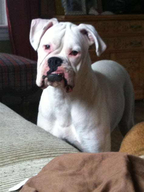 White Boxers Rrruffhouse Boxer Breed Boxer Dog Boxer Love Boxer