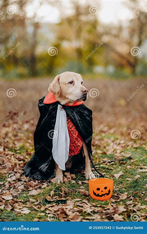 Labrador Dog Dressed In A Costume For The Celebration Of Halloween A
