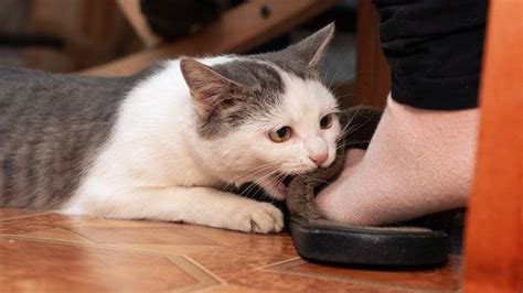 How To Stop Your Cat Attacking Your Ankles