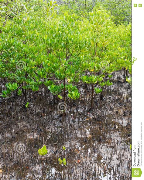 Seedling Mangroves Forest Stock Image Image Of Biology 72872705