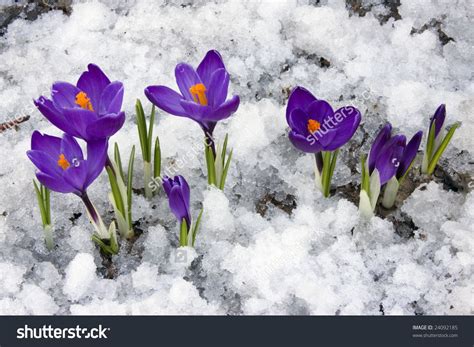 Image Result For Images Spring Crocus In Snow Crocus Flower Winter