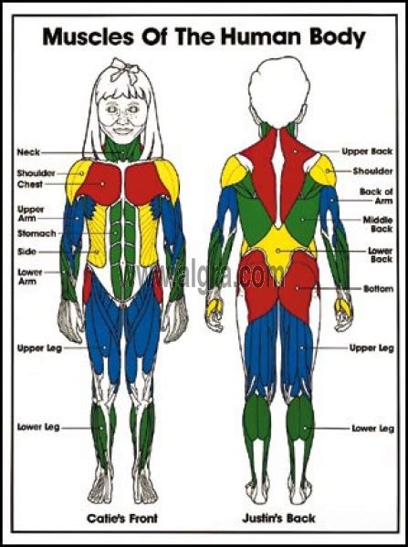 Human Body Muscle Diagram For Kids