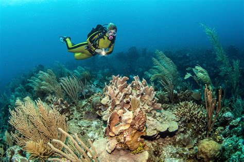 Scuba Diving Ambergris Caye San Pedro And Caye Caulker Zublu