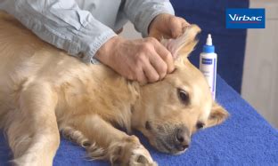 Easotic Tratamiento Para Otitis En Perros Virbac Colombia