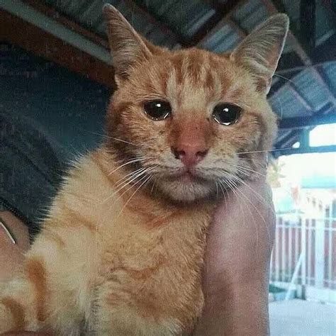 Kucing Sedih Nangis