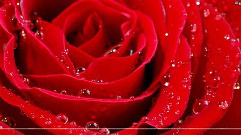 Free Download Rose Wallpaper Red Rose Wallpaper Free Download