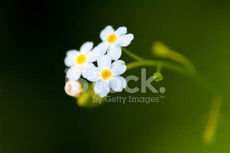 Little Blue Flower Stock Photo Royalty Free Freeimages
