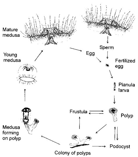 Important Stages In The Life Cycle Of Craspedacusta Sowerbyi See Text