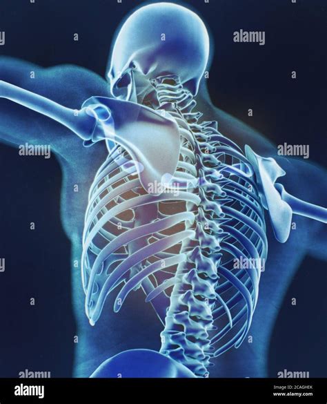 Collar Bone Xray Human Anatomy Skeletal System Torso Ribs 3d