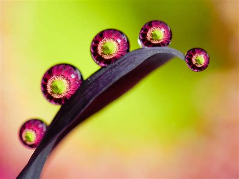 Macro Photos Of Water Droplets Reveal The Overlooked Beauty Of Nature Randy Morehall