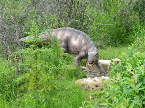 Maiasaura Jurassic Forest Dinosaur Park Gibbons Near Ed Flickr