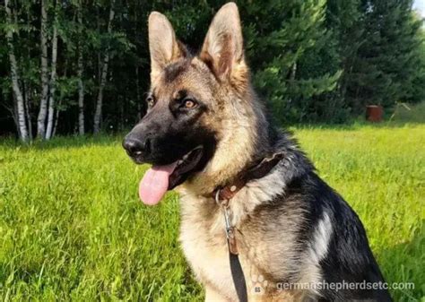 1 Year Old German Shepherd A Complete Guide
