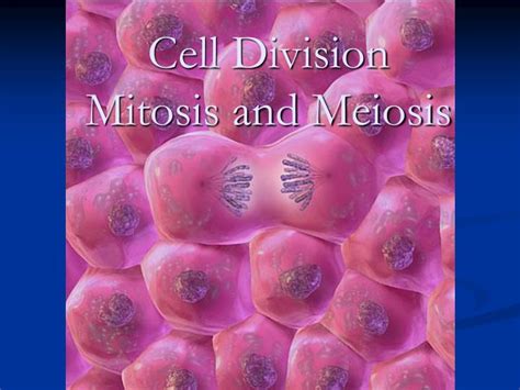 Ppt Cell Division Mitosis And Meiosis Powerpoint Presentation Free