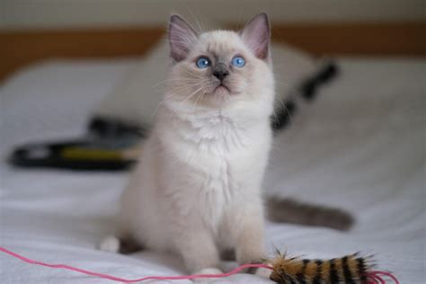 Siamese Cats Health Problems—what To Watch Out For