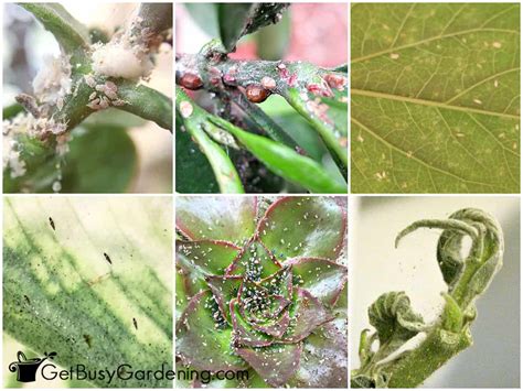 How To Identify Common Types Of Houseplant Bugs Get Busy Gardening