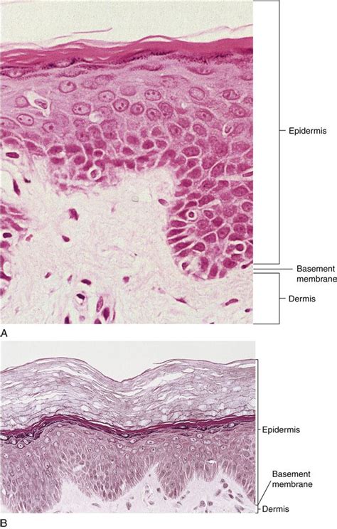 Microscope Different Types Of Epithelial Tissue Micropedia