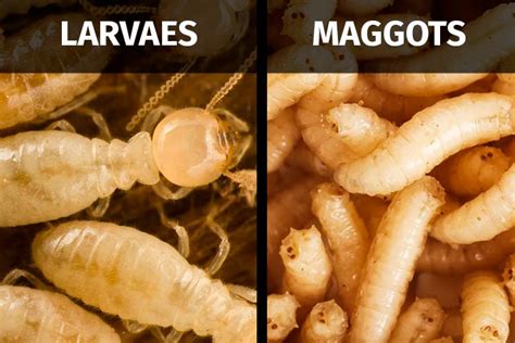 Termite Larvae Baby Termites Identifying The Problem