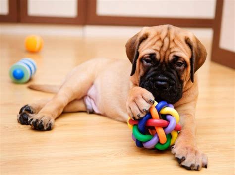 Appenzeller Sennenhund: Charakter und Wesen