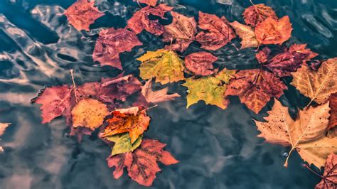 Download Wallpaper 1600x900 Fallen Leaves Leaves Water Macro Autumn