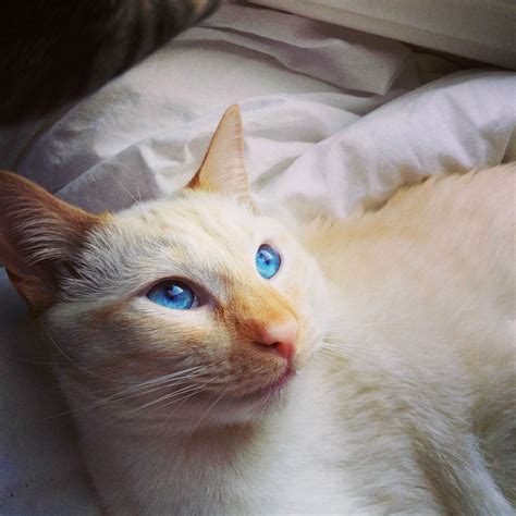 This Is Cessna My One Year Old Flame Point Siamese Cute Cats Hq