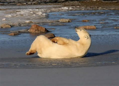 Churchill Polar Bear Day Tours From Winnipeg Heartland Travel And
