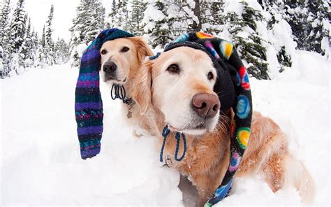 Two Adult Golden Retrievers Dogs Snow Winter Hats Hd Wallpaper