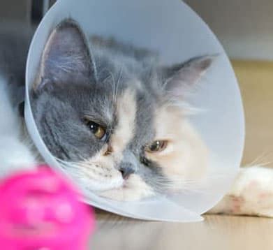 Lebensmonat statt, sie ist jedoch bereits etwa ab der 6. 37 Top Photos Katzen Ab Wann Kastrieren : Aggressives ...