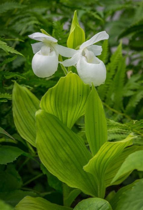 How to care your orchids? Showy lady's slipper orchids (Cypripedium reginae 'alba') are in bloom on our Center for ...