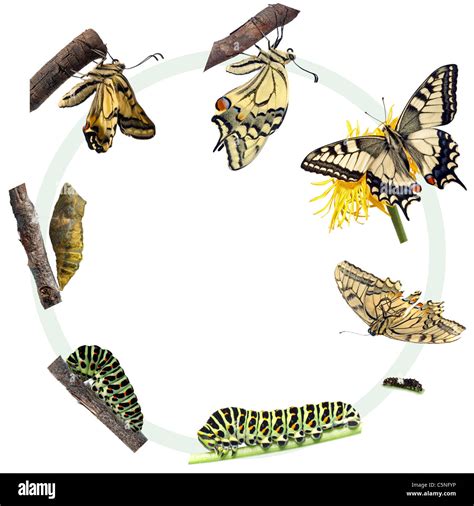 Cycle De Vie Du Papillon Machaon Papilio Machaon Photo Stock Alamy