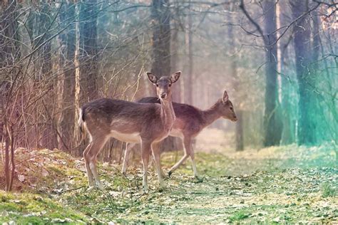 Fallow Deer Buscks Free Photo On Pixabay Pixabay