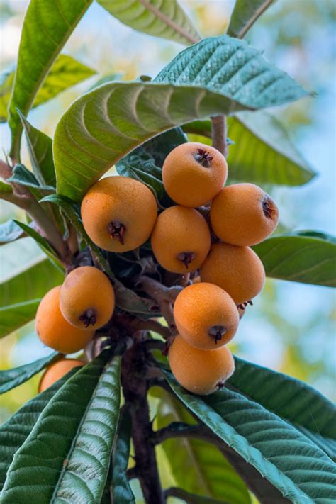 Buy Loquat Tree Free Shipping 3 Gallon Size Eriobotrya