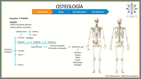 Aparato Locomotor OsteologÍa Parte 1 Esqueleto Tipos De Huesos Y
